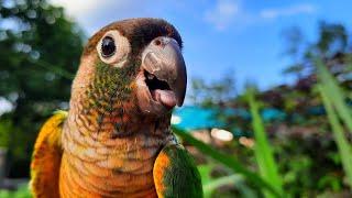 Chirping Conure Bird sounds Green Cheek Conure singing in the morning To day.