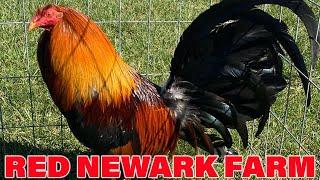 Tony Mtz Nice Birds Red Newark Farm | Farm Visit USA | Hatch Kelso Asil Roundhead