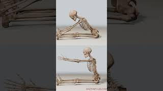 Unlock the Secret to Your Flexibility: Hip Joint Anatomy Explained!