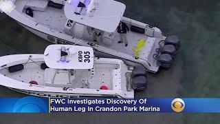 FWC Investigates Discovery Of Human Leg In Crandon Park Marina