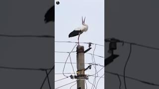 Birds lover Sad And Happy Short Story | Araro Paada Ingu yaarum illai