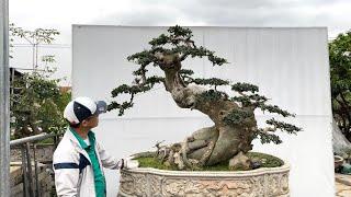 Anh Đại báo giá Duối-Hoa giấy-Sung tới ae chơi cây cảnh bonsai Bshp(Mr Đại 0967828345)