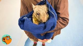 Baby Wombat Shows Everyone His BIG Personality | Cuddle Buddies