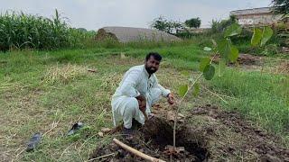 Planting 5 Pcs | Hum Ny Be Tree Laga Diay   | Tree Laggo