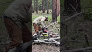 Free Firewood- Dead and down trees from the national forest. $20 for ten cords is basically free