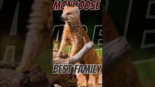 Why Mongooses Make Surprisingly Amazing Family Pets. #animals #wildlife #viralshorts