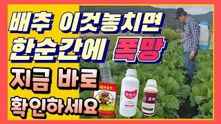 배추 막판에 이것 놓치면 한순간에 폭망 지금바로 살포하세요