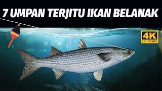 MANCING IKAN BELANAK PAKAI BOTOL?? INI DIA 7 UMPAN TERJITU YANG WAJIB DICOBA! 4K