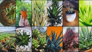 HAWORTHIA VARIETIES - Plants Weekly