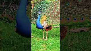 peacock song short