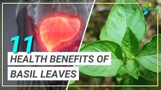 11 Incredible Health Benefits of Basil Leaves You May Not Have Known