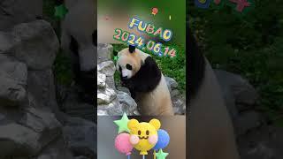 FUBAO2024.06.14 #panda #pets #fubao #cute #animals #funny #love