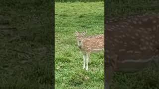 Hewan dan burung langka ini bukan dari hutan asli Nusantara.