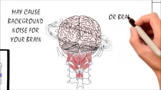 The Brain, Body and Spine