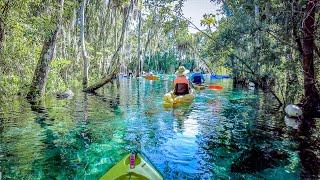 What to Know When Kayaking Crystal River & Three Sisters Springs During Summer