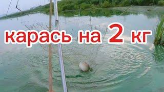 Речка цветёт, но сазанов и карасей я все равно поймал. #fishing #рыбалка #낚시 #рыба