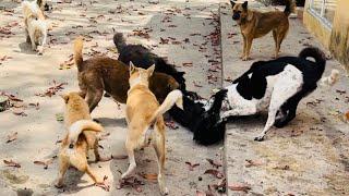 Fighting Dog and Dogs