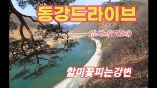 동강할미꽃 / 운치리 / 귤암리 / 동강 드라이브코스로 / 정선여행