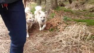 Steinunn's Kennel  Little walk with Steinunn´s Youngsters 