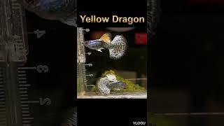 Yellow Dragon