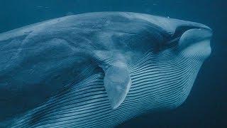 Whales and Orcas Feed Together | BBC Earth