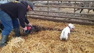 Rats caught on a farm ratting with terriers