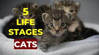 5 Life Stages of Cats