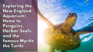 Exploring The New England Aquarium - A Quick Tour