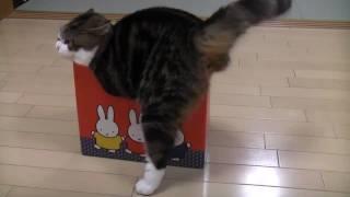 いろいろな小さ過ぎる箱とねこ。-Many too small boxes and Maru.-