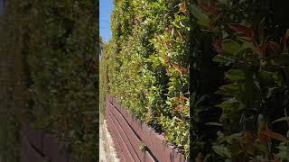 Privacy hedge with edible berries??  Hardy to 30 deg F.￼ #hedges #shorts #landscape #plants #eugenia