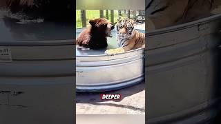 This tiger formed a friendship with a bear, and then this happened #animals #tiger #bear