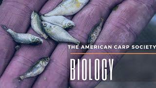 THE AMERICAN CARP SOCIETY - AMERICAN BORN AND BRED - THE BIOLOGY BEHIND THE SPECIES