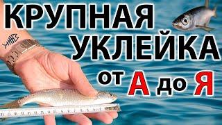 УКЛЕЙКА КАК ПОЙМАТЬ КРУПНУЮ УКЛЕЙКУ - ОСНАСТКА, УДИЛИЩЕ, ПРИКОРМКА Рыбалка на уклейку, рыбалка 2020