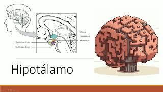 Neuroanatomía y fisiología del hipotálamo