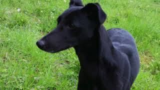 A Tribute To Ashie - A Great Working Lurcher - East Anglian Pest Control