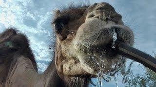 Camel drinks from the hose