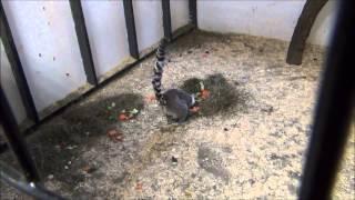 Meet the Ring-Tailed Lemurs at Southwick's Zoo