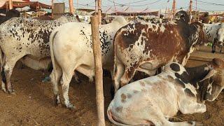 ‎Live  Northern Bypass Mandi Latest Rates & Bargaining | May-27-2025 | Live Soda