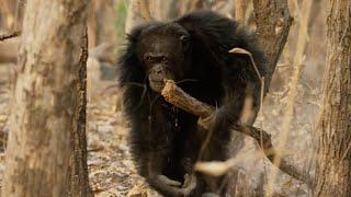 Chaos Erupts in Chimpanzee Tribe | Dynasties | BBC Earth