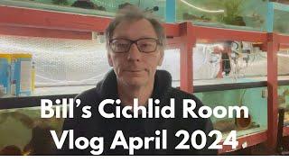 Bill's Cichlid Room Vlog April 2024