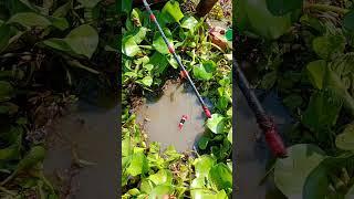 Amazing fihsing video /fishing videos in sea big fish/Really Amazing Hand Fishing Video