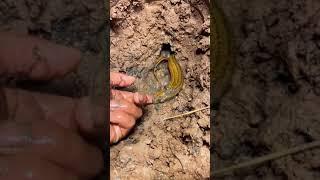 Catching Eel in the Rice Field of the Rural Chinese  Eel Fishing 14