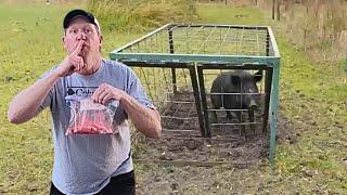 Trap Wild Hog Destroying Private Property {Catch Cook} Using This Powder as Bait!!