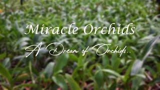 Miracle Orchids || A Dream of Orchids ||