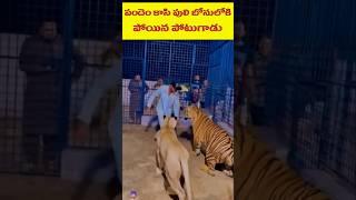 బంధాలతో ప్రమాదం #facts #shorts #tiger #zoo #animal