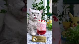 Cat Cooking Food ASMR || Strawberry season, I love strawberry milkshake#Shorts