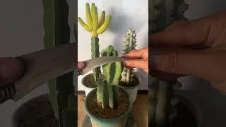 Useful tips for your cactus 