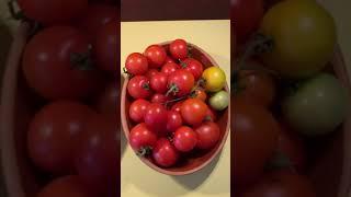 Container Garden Tomatoes