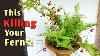 4 MISTAKES Killing Your Fern Plant - Fern Plant Care Indoor