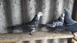 Бакинские Чили и жёлтые.Pigeons Baku chili and yellow.Племя 2021год)